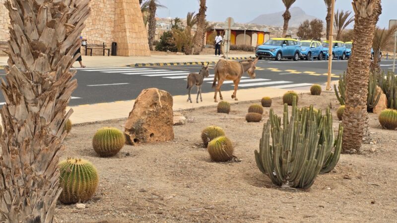 CAPE VERDE donkeys