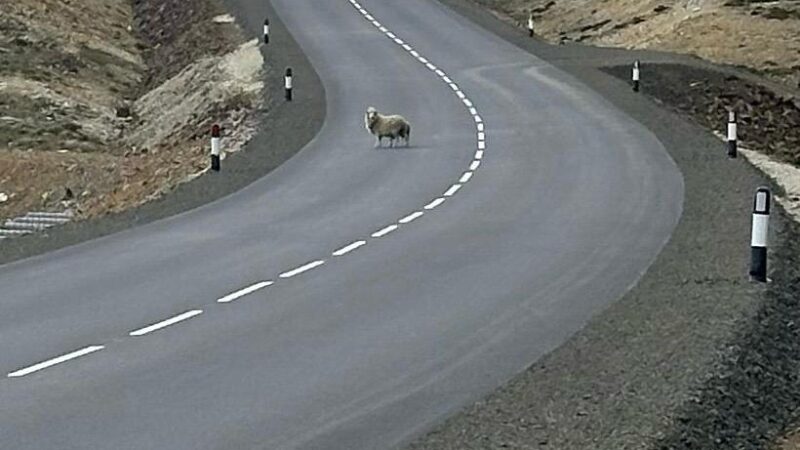 rural road maintenance sheep